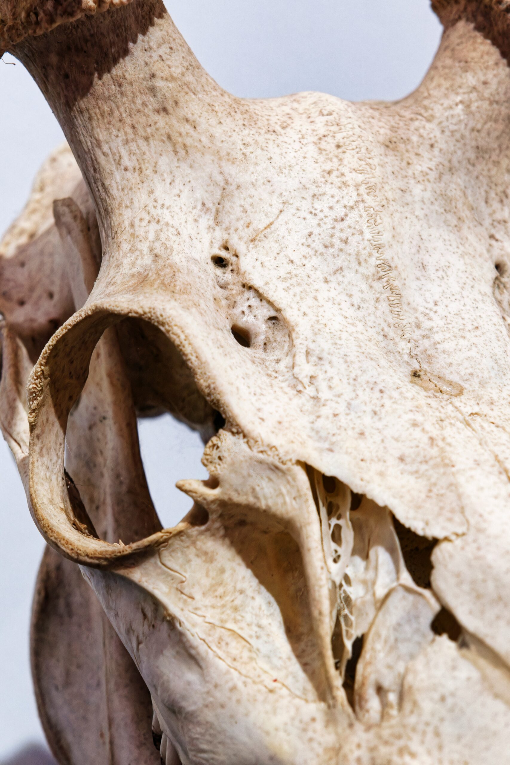 A close up of a animal's skull with a sky in the background