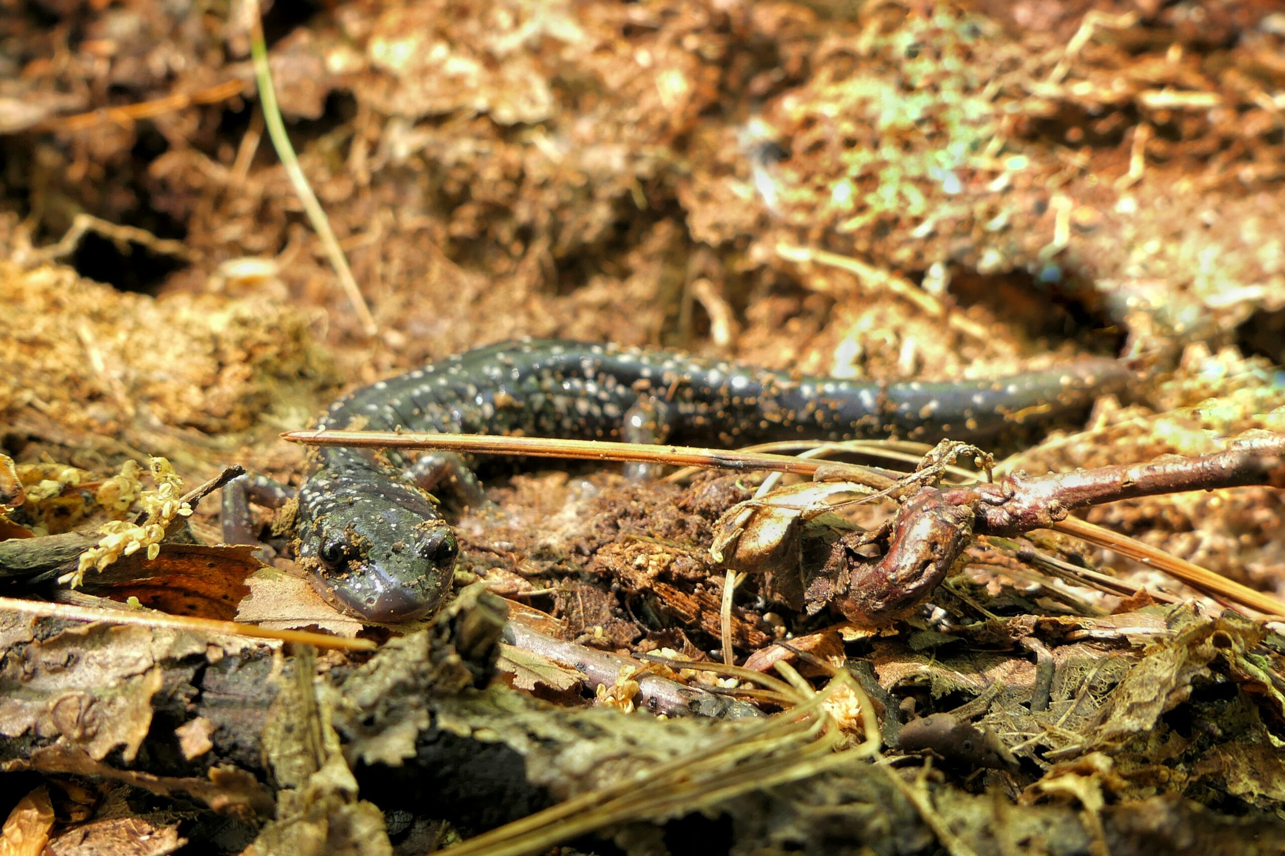 A close up of a lizard on the ground